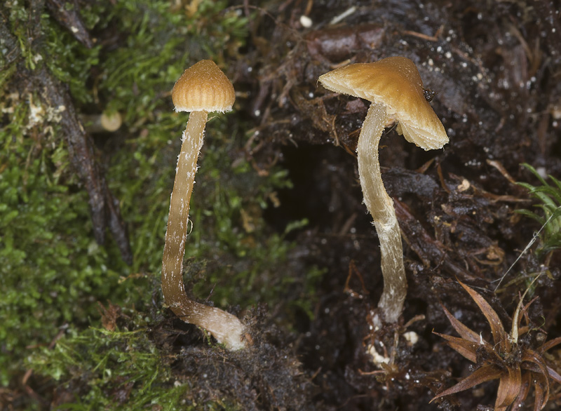 Galerina allospora Galerina allospora